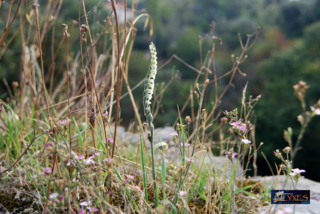 spiranthes spiralis.JPG